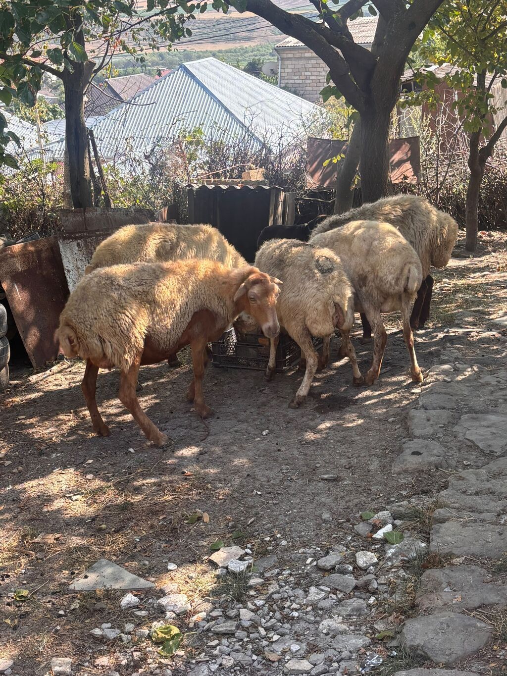 Satış: qoyun sürüsü - Növ: yerli quyruqsuz/az quyruqlu ətlik-südlük — Heyvanlar, Şamaxı (4)