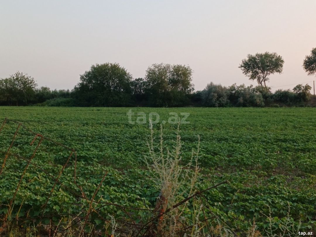 6500 sot torpaq sahəsi, Sabirabad r. — Torpaq, Sabirabad (6)
