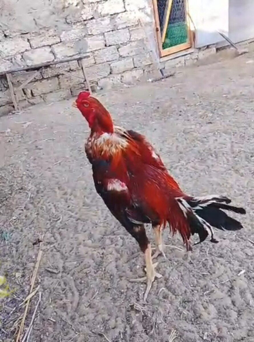 Heyratı xoruzu — Quşlar, Bakı