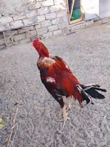 Heyratı xoruzu — Quşlar
