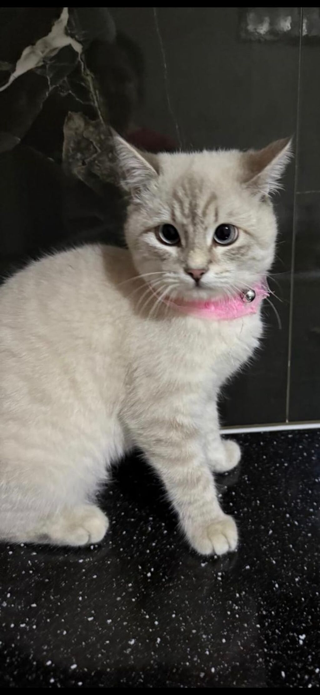 Şinşilla, Dişi, Yaxşı əllərə, Ünvandan götürmə, Ödənişli çatdırılma — Pişiklər, Bakı