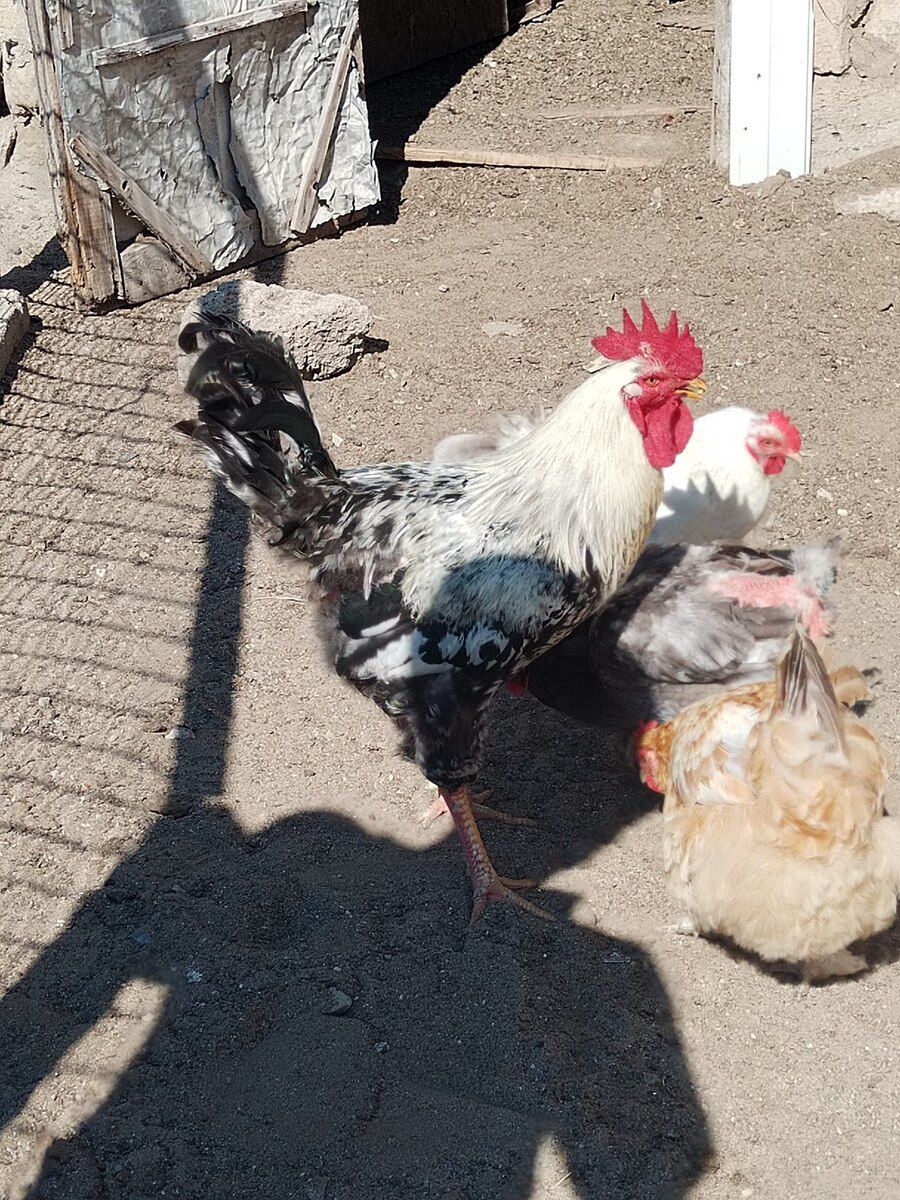 Xoruz — Quşlar, Bakı (6)