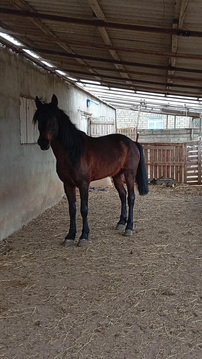 At — Atlar, Bakı