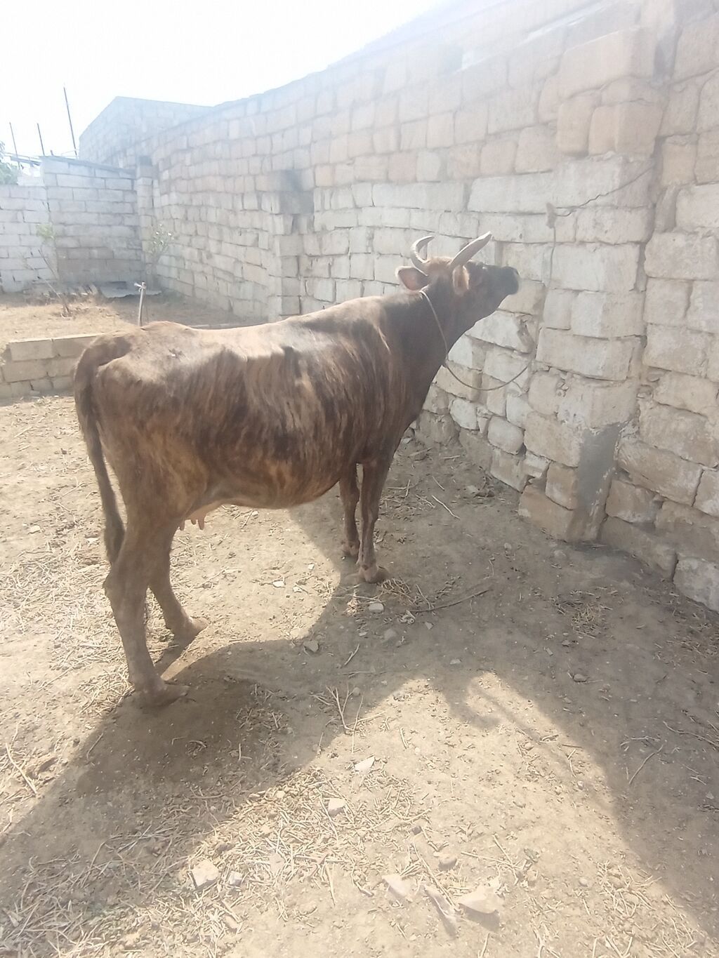 Dişi, il: 6, 300 kq, Damazlıq, Südlük — Heyvanlar, Xırdalan (6)
