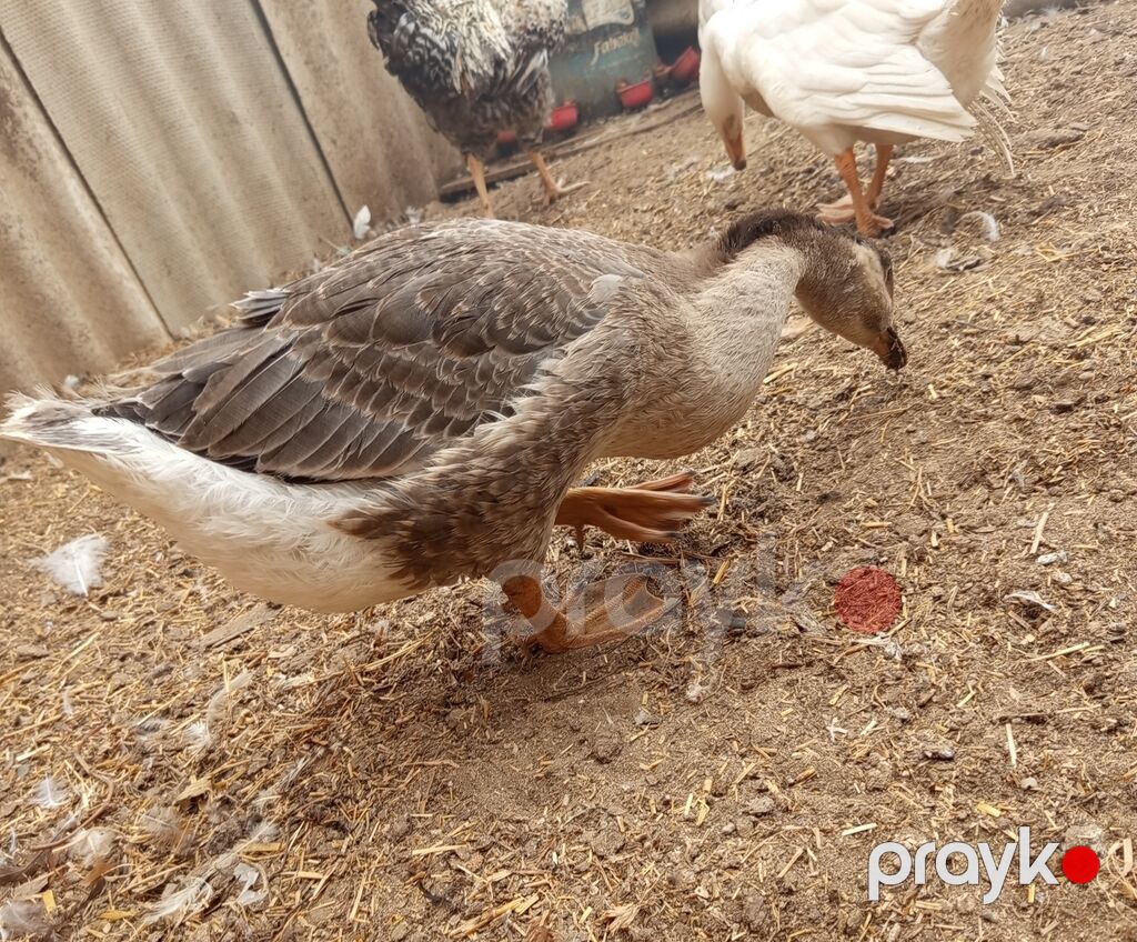 Qazlar – ev quşları - Növ: qaz - Rənglər: ağ və boz-qəhvəyi (qanad — Digərləri, Digah (3)