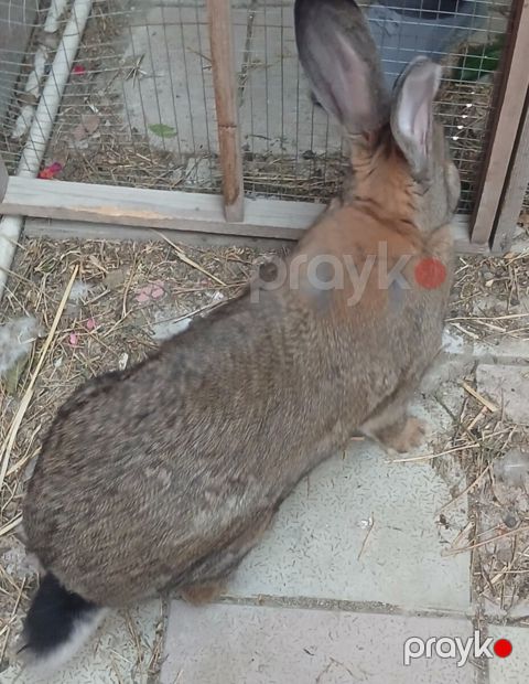 Dovşan balaları — Bakı
