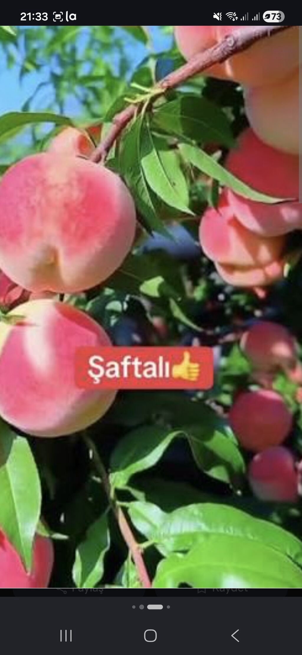 3 agac var yasti saftali tuksuz ve tuklu 2 metrdi 3 illik agaclardi — Mallar, Gəncə (2)