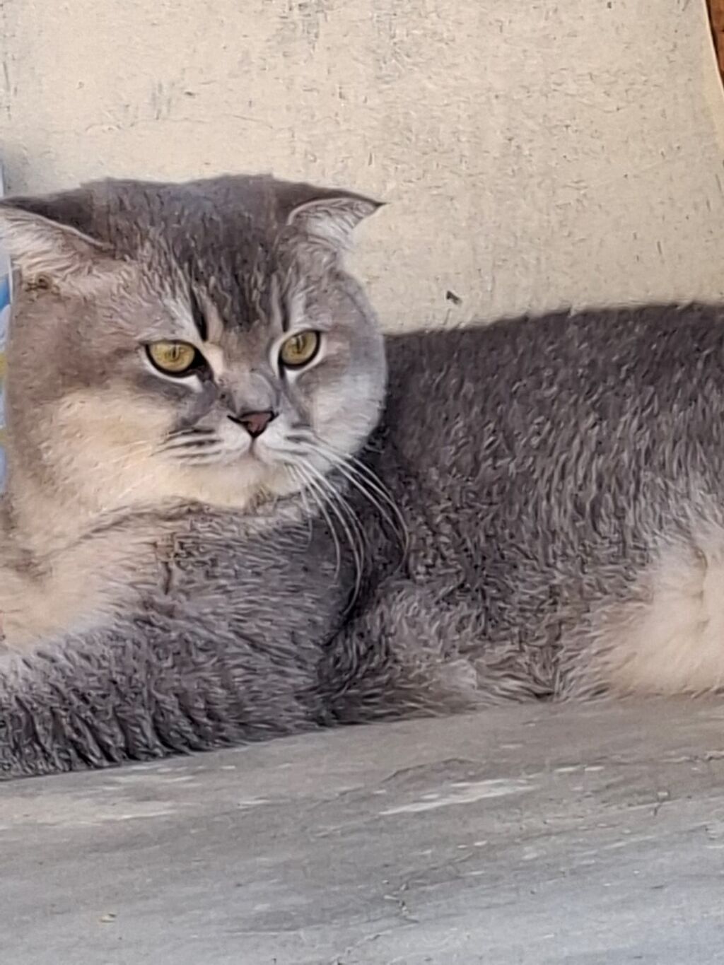 Şotland yastı qulaq, Erkək, Yaxşı əllərə, Ödənişli çatdırılma — Pişiklər, Xırdalan (2)