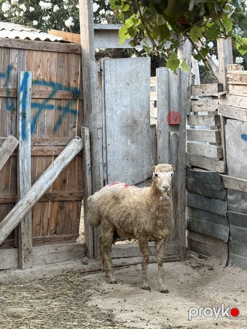 Quzu, Erkək, ay: 8, 33 kq, Ətlik, Ünvandan götürmə, Ödənişli çatdırılma
