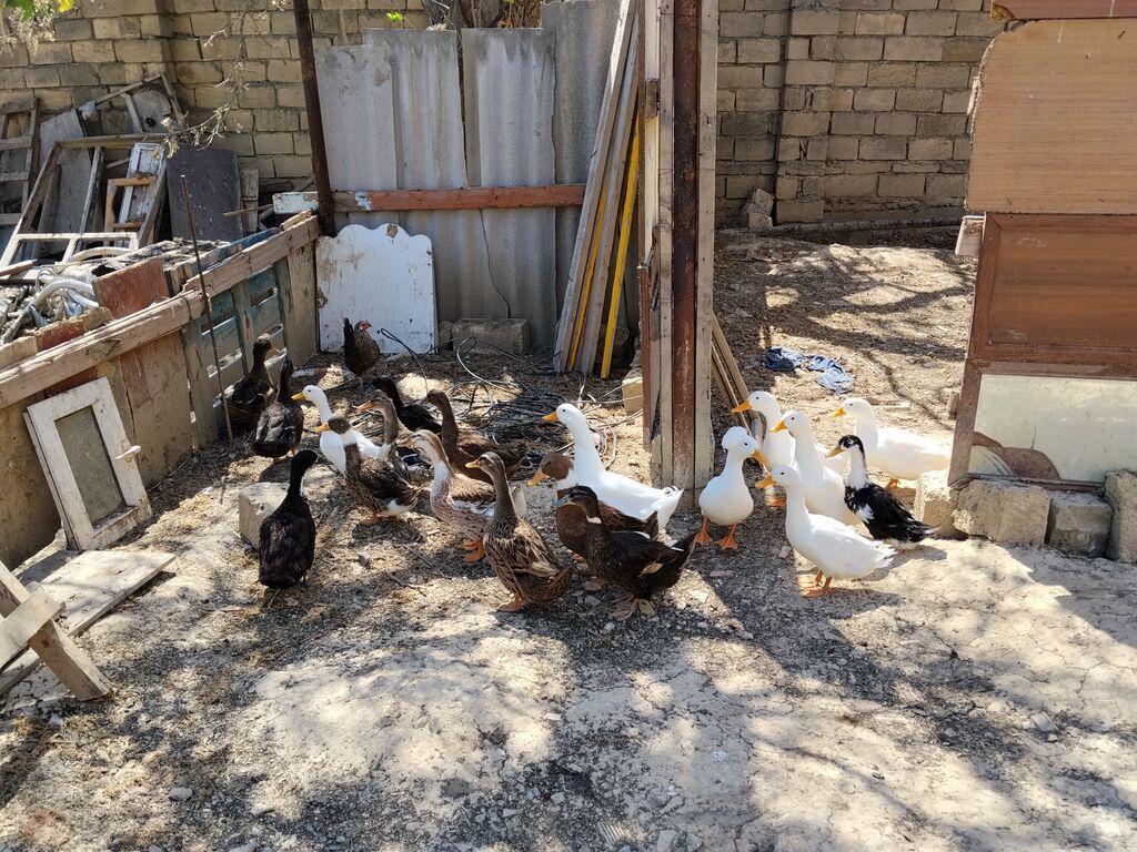 Erkək, Damazlıq, Ünvandan götürmə — Heyvanlar, Mehdiabad (7)