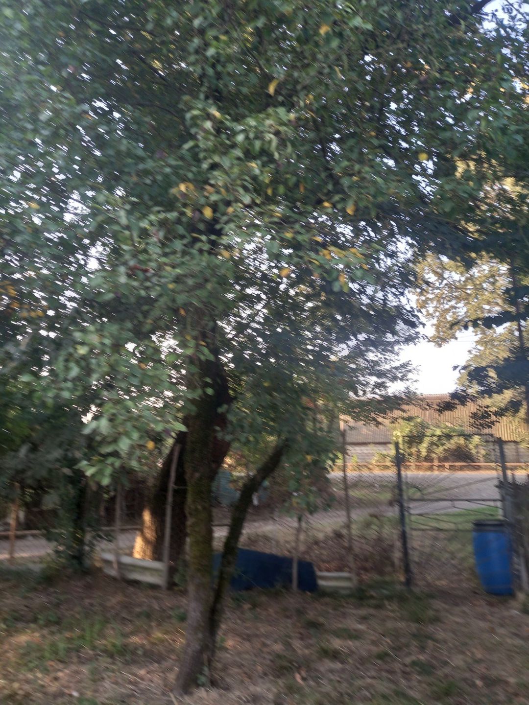 14 sot torpaq sahəsi, Lənkəran ş. — Torpaq, Lənkəran (5)