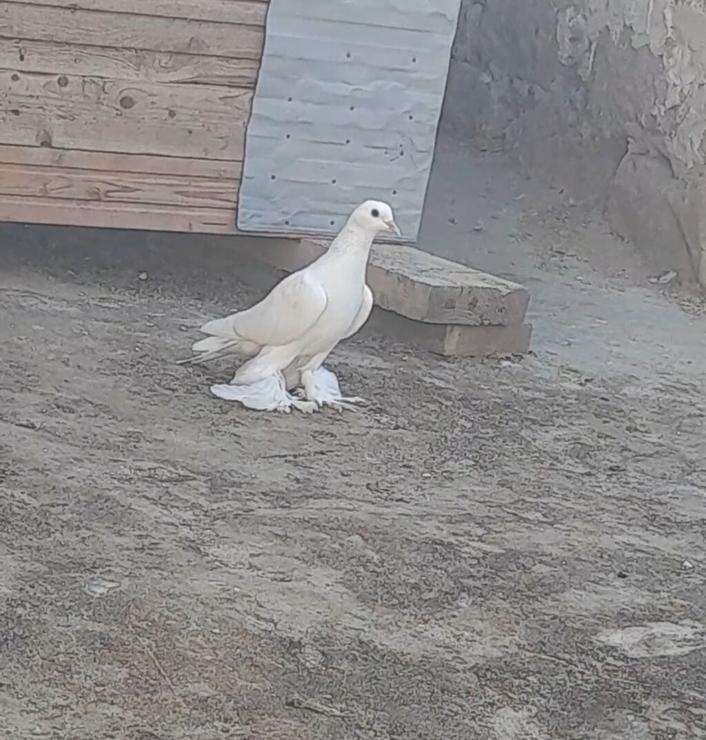 Leleyli orta 2 tuk goy quyrugdu war kimidi oynag tutulmadi qanadi — Quşlar, Bakı (9)