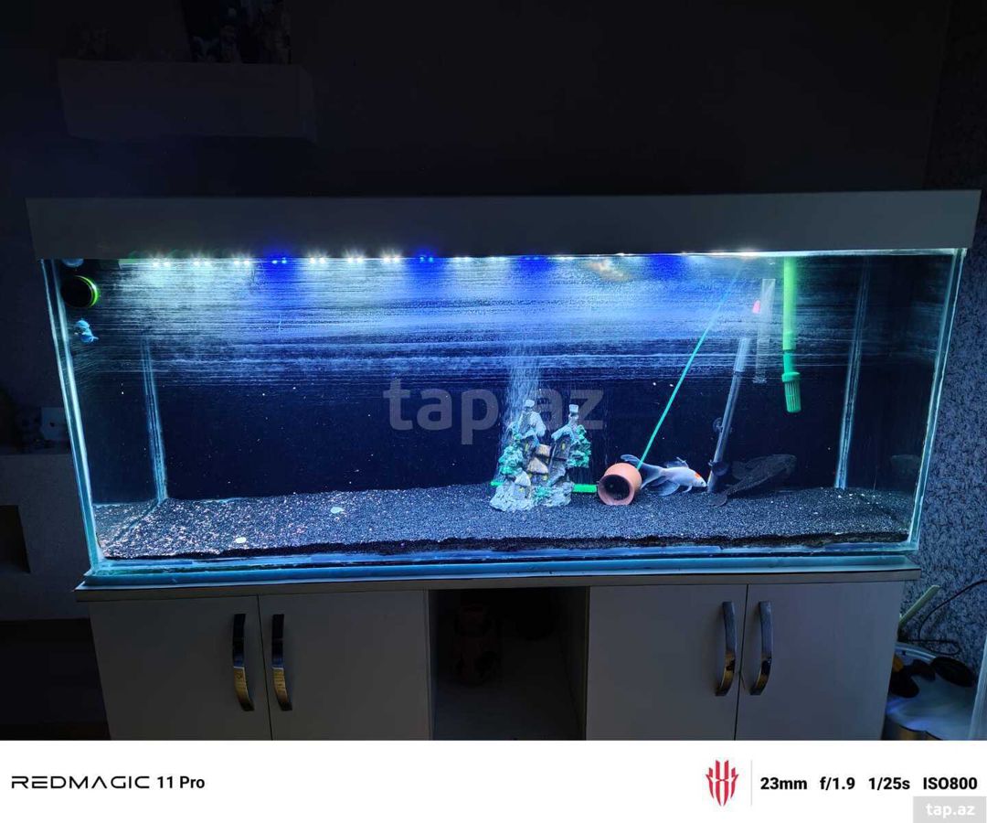 Akvarium — Akvariumlar və balıqlar, Bakı