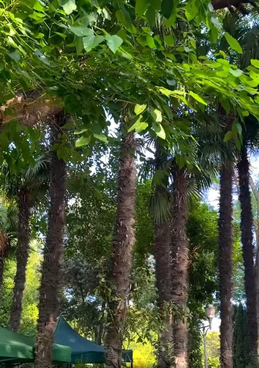 İcarəyə verilir obyekt 1000 m² — Əmlak, Bakı (7)
