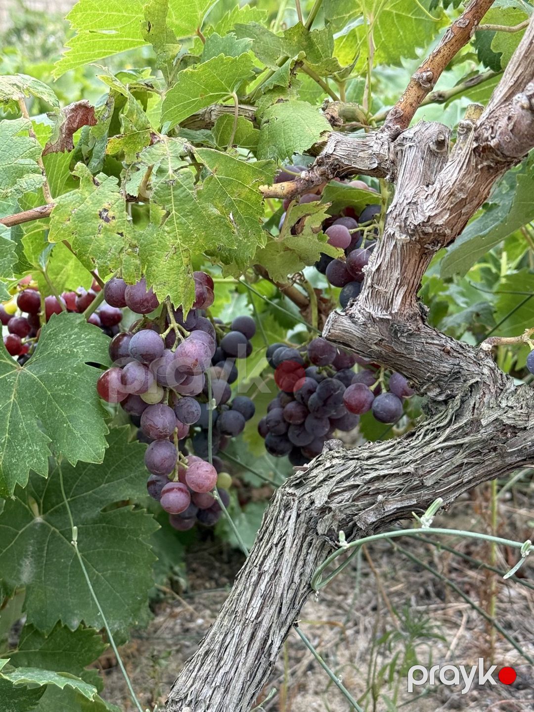 5.5 sot torpaq sahəsi, Fatmayı qəs. — Torpaq, Bakı (10)