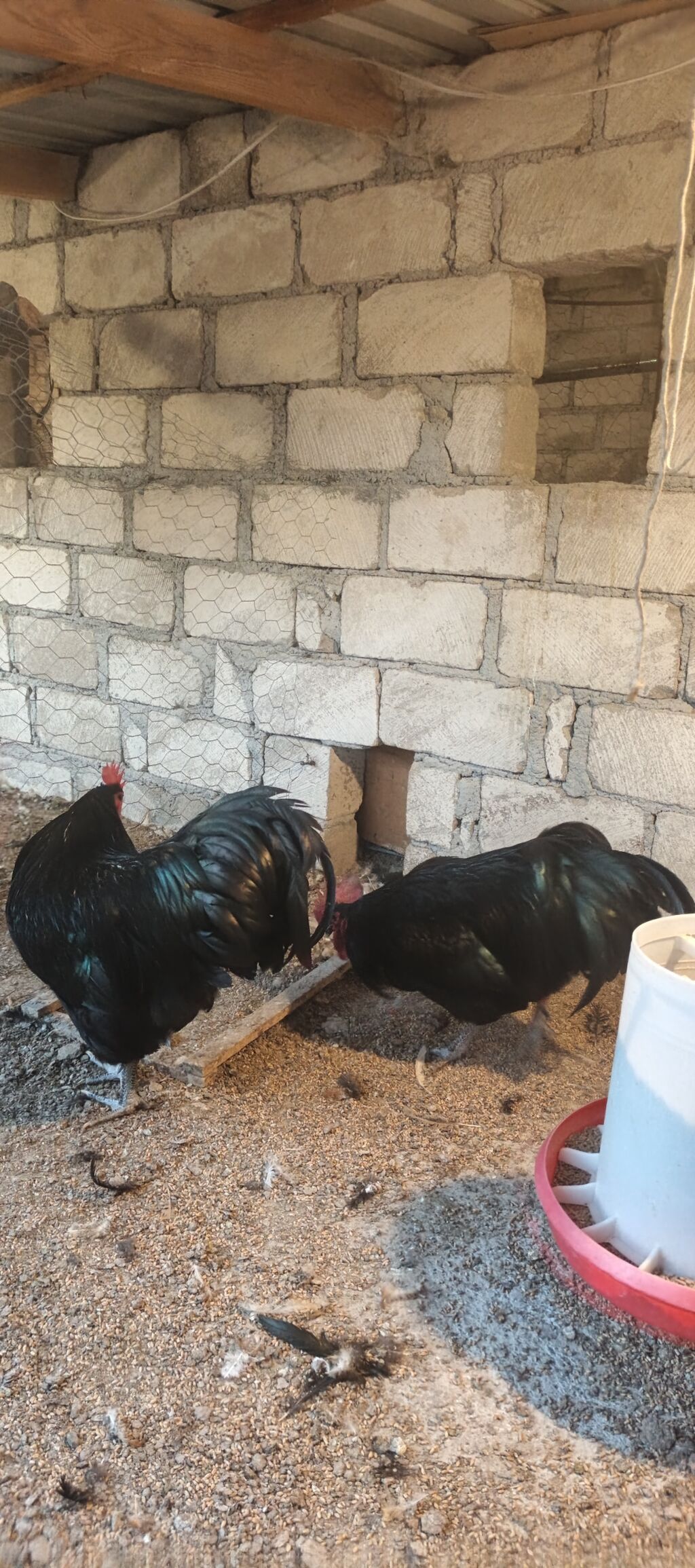 Orjinal uzunquyruq avstralop cücə və yumurtası — Heyvanlar, Gəncə (3)