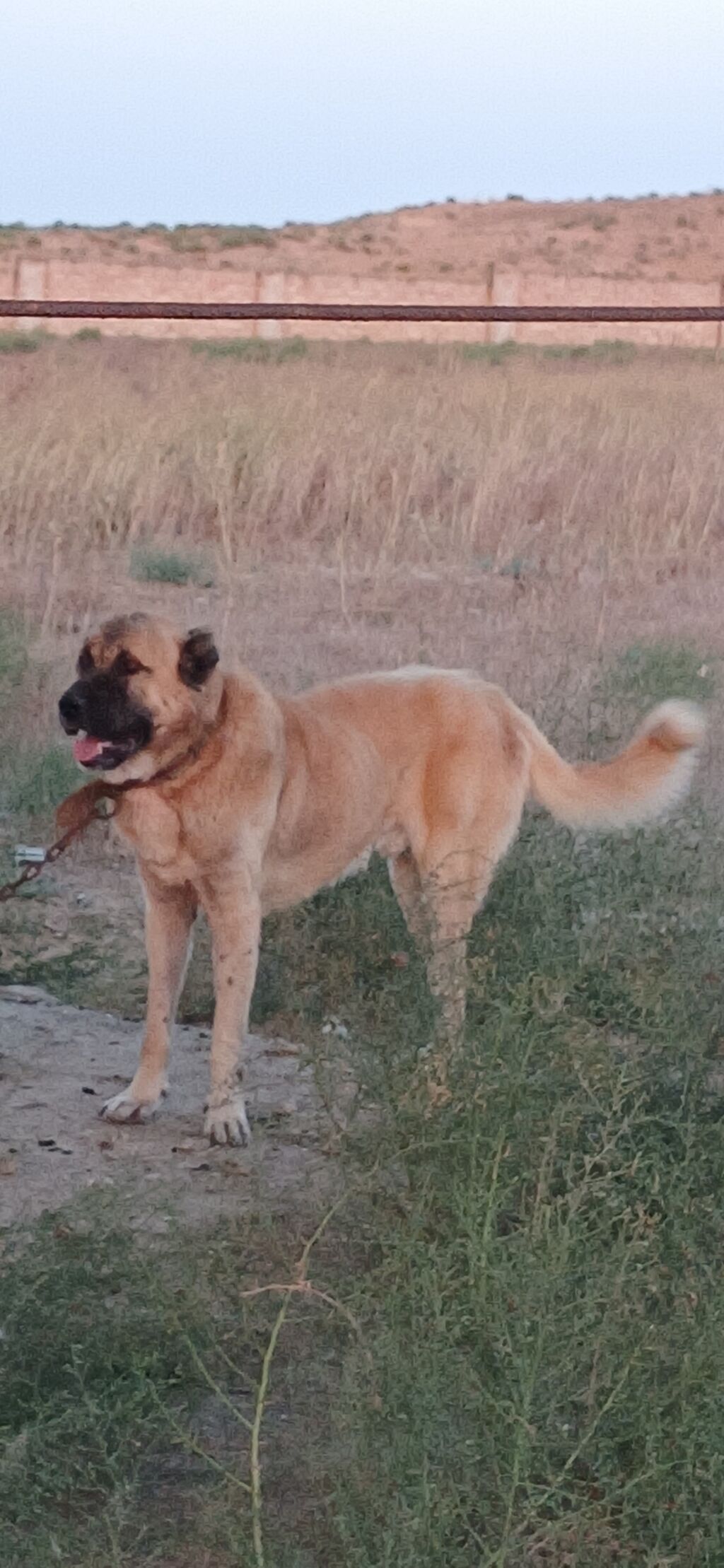 Qurdbasar, 2 il, Erkək, Peyvəndli, Ödənişli çatdırılma — Heyvanlar, Qazax (5)