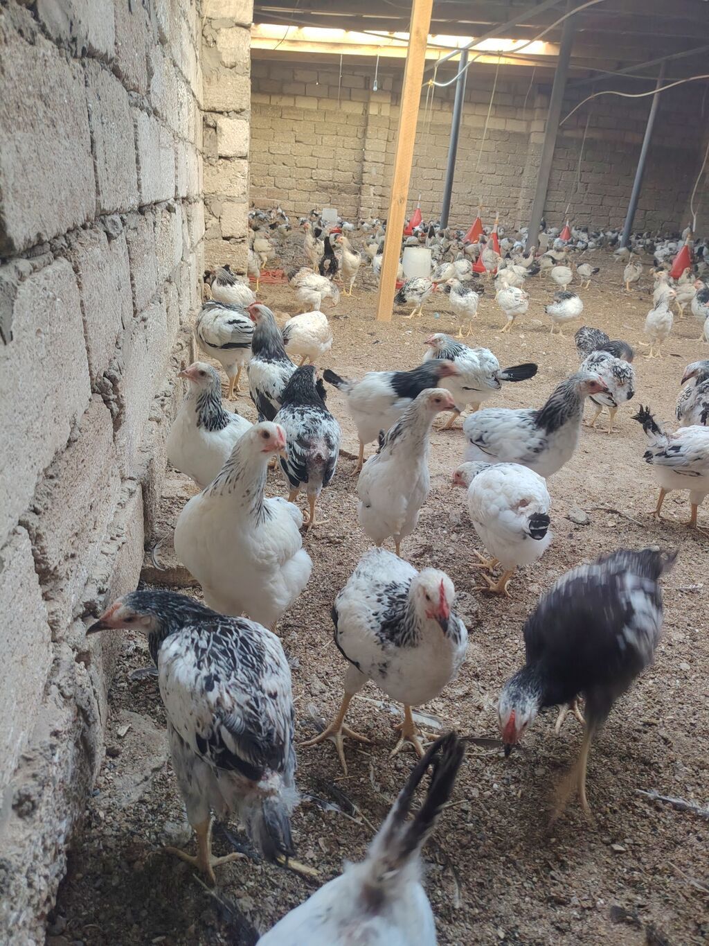 Toyuq cücələri, Damazlıq