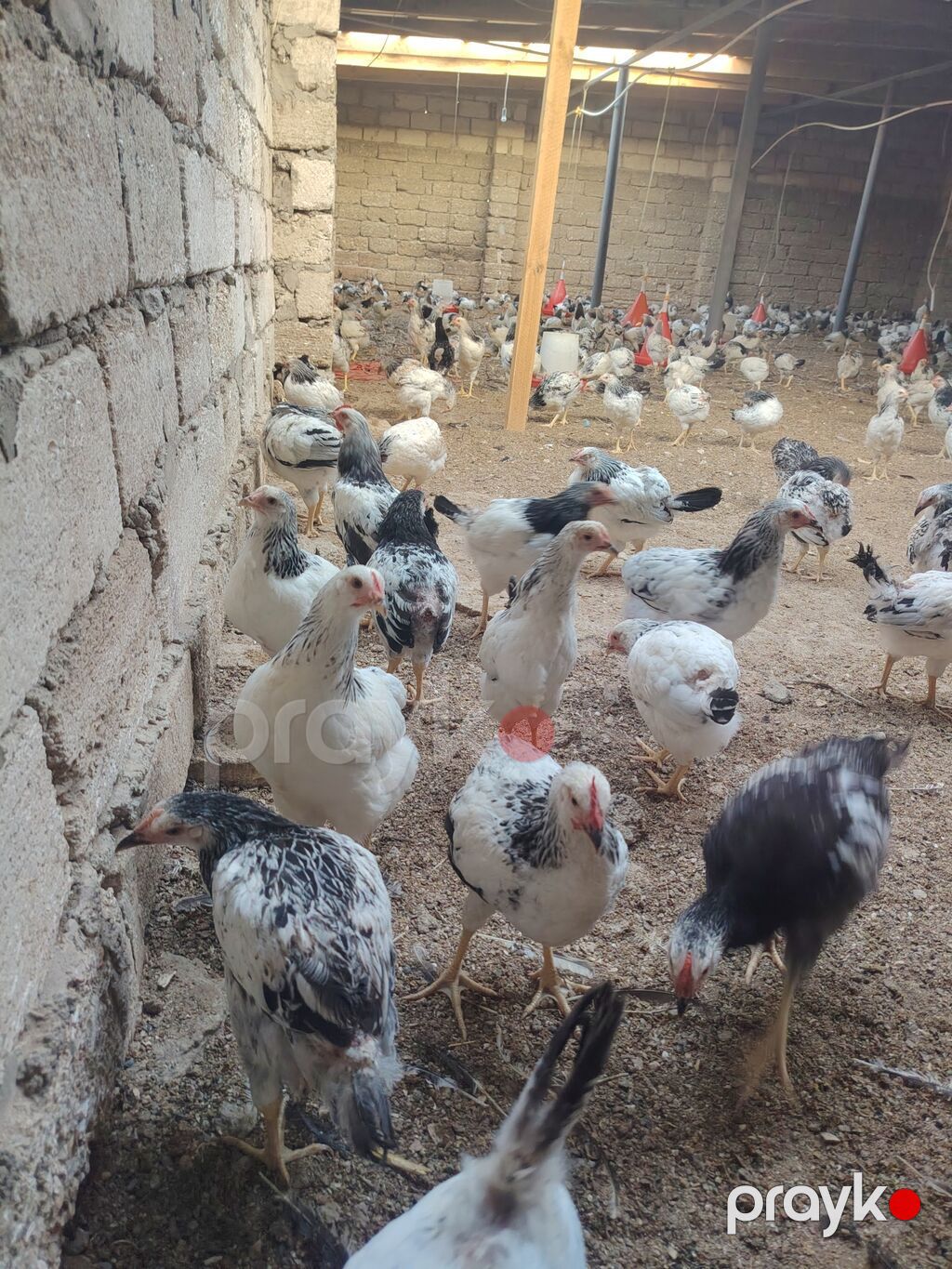 Toyuq cücələri, Damazlıq — Toyuq və xoruz, Digah