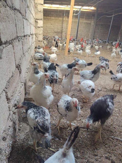 Toyuq cücələri, Damazlıq