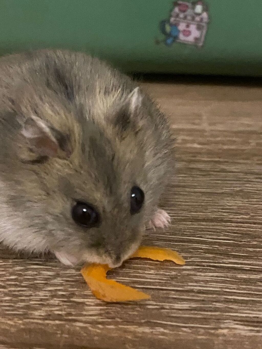 İki ədəd hamster satlr .Biri ağ,biri boz.Ustundə ikimərtəbəli — Heyvanlar, Bərdə (2)