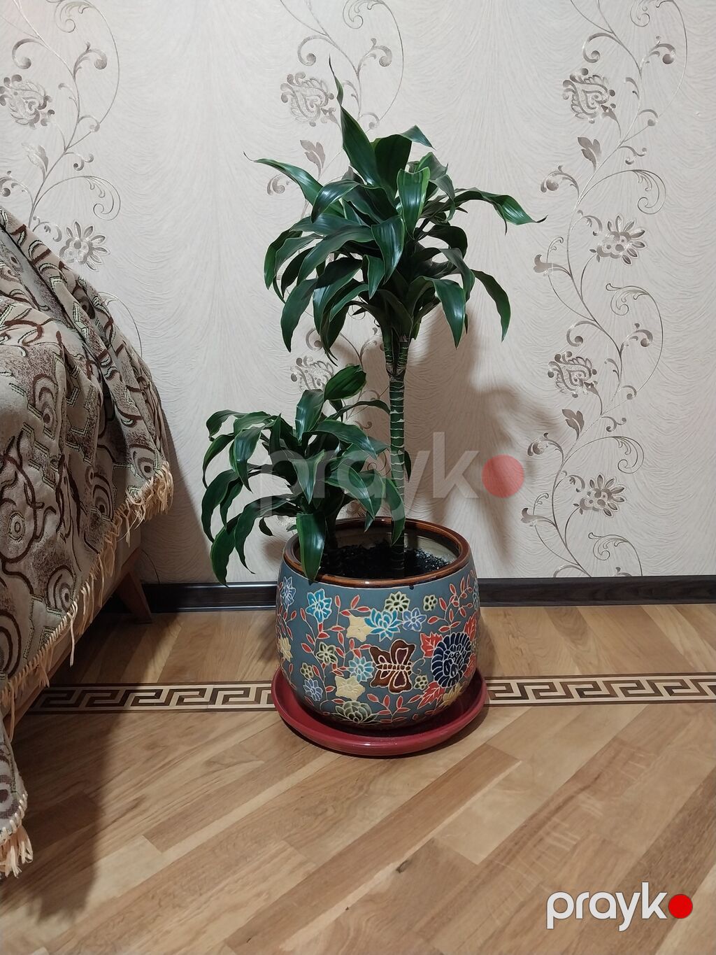 Çox gözəl çox xeyirli və dünyada böyük bioloji dəyərli Dracena — Qapı bitkələri, Bakı (4)