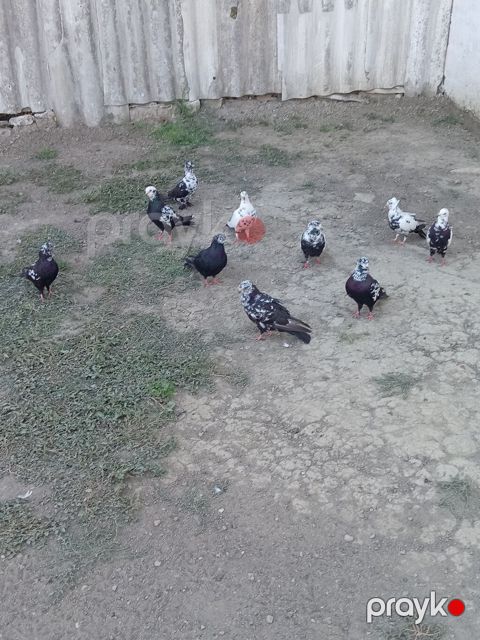 Qara ciler hamisi tərgizme quslardi hopdum satilir qiymet 90 m — Salyan