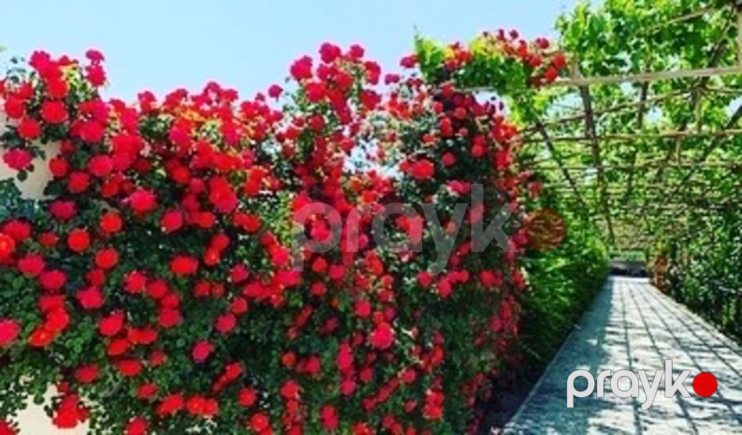 İcarəyə verilir 6 otaqlı həyət evi/bağ evi 550 m² — Ev, villa, Bakı (9)