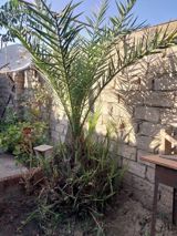 Xurma (xurma xurması, Phoenix dactylifera) – həyət üçün dekorativ — Bağ və bağça