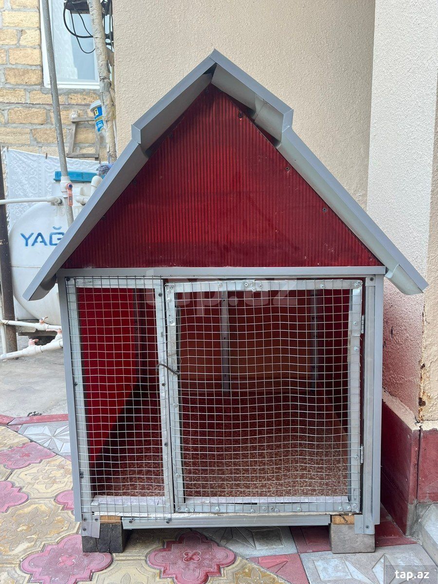 İt yuvası — Heyvanlar, Bərdə (2)