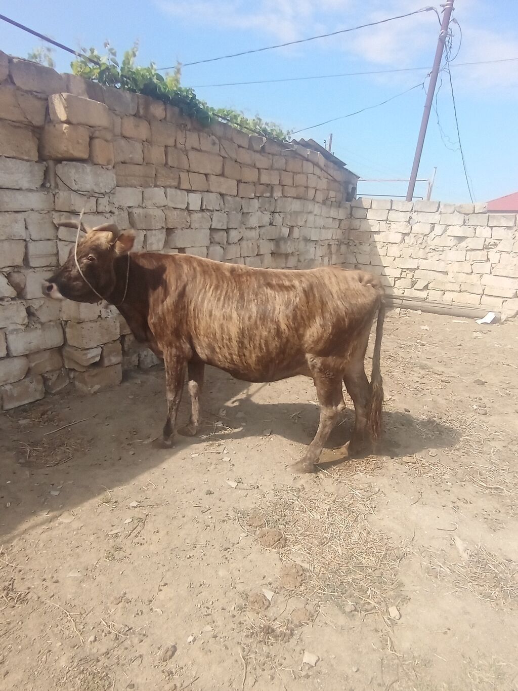 Dişi, il: 6, 300 kq, Damazlıq, Südlük — Heyvanlar, Xırdalan (2)
