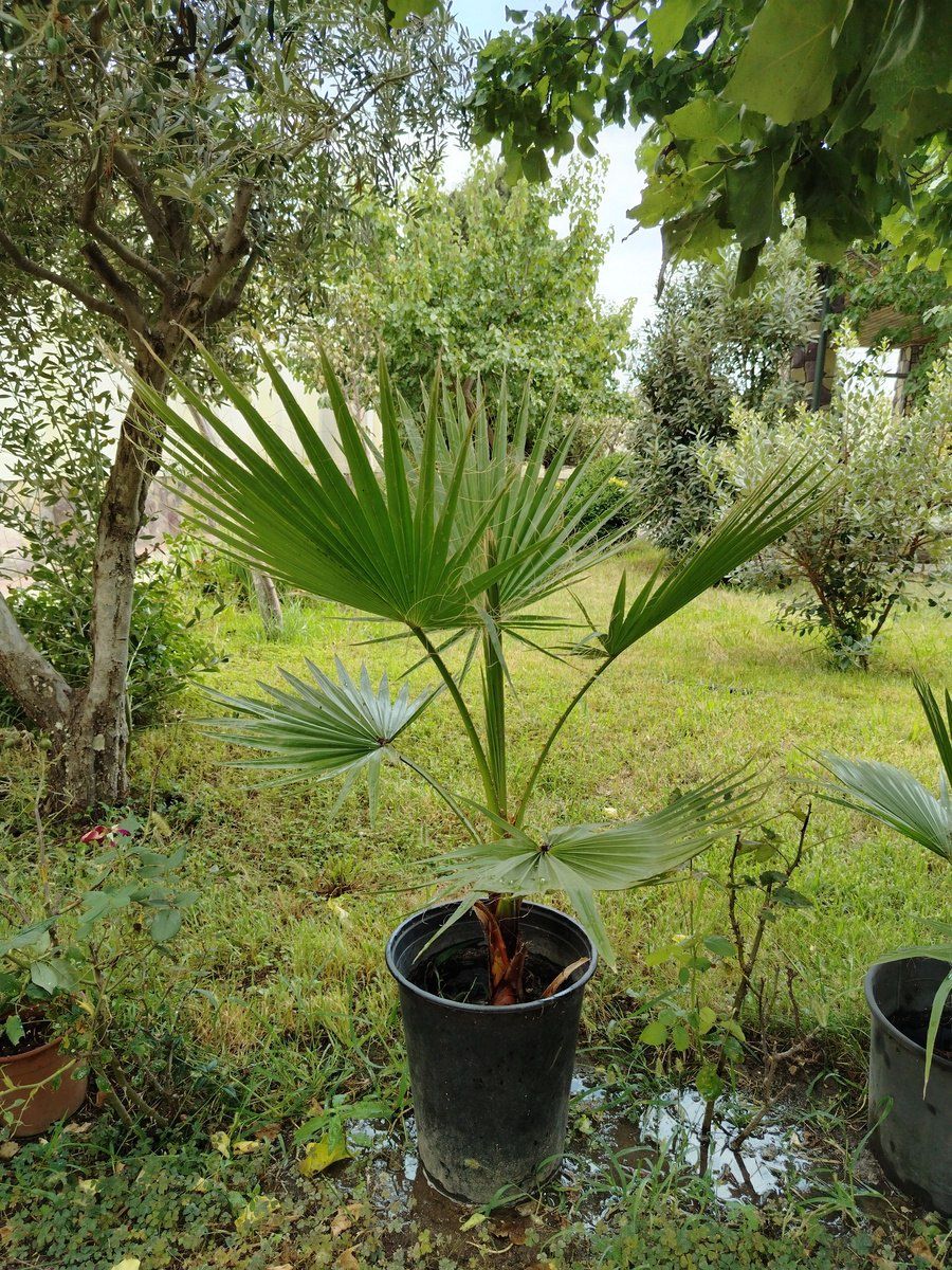 Palma ağacı — Bitkilər, Bakı (6)