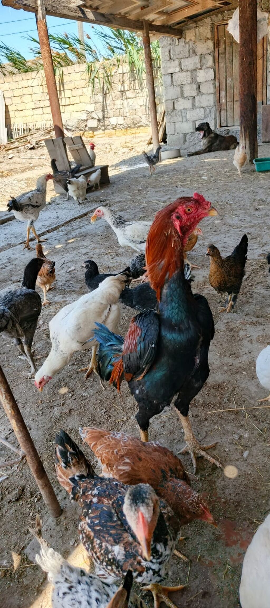 12 ayina kecib tam saglam aktib becedi .temiz qan temiz cins qapisine — Heyvanlar, Mingəçevir (5)