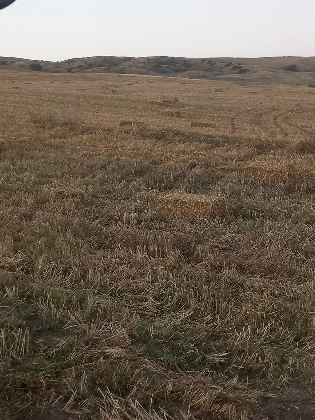 Saman balyaları – xırda (düzbucaqlı) balya - Məzmun: biçindən sonra — Heyvanlar, Şamaxı (2)