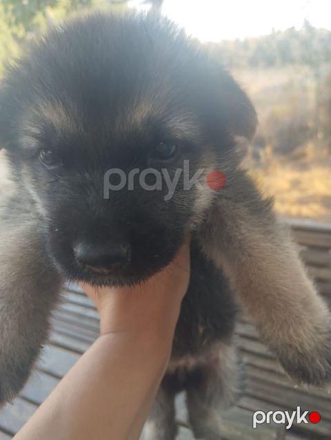 Alman çoban iti, 1 ay, Ünvandan götürmə