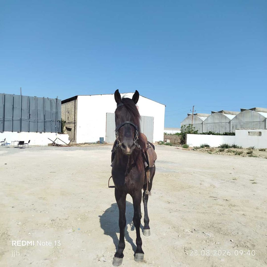 At — Atlar, Bakı (2)