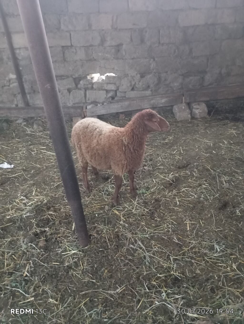 Oz heyvanlarimin balalaridi ikiside disidi hem damazliq hemde kesgiye — Heyvanlar, Novxanı (4)