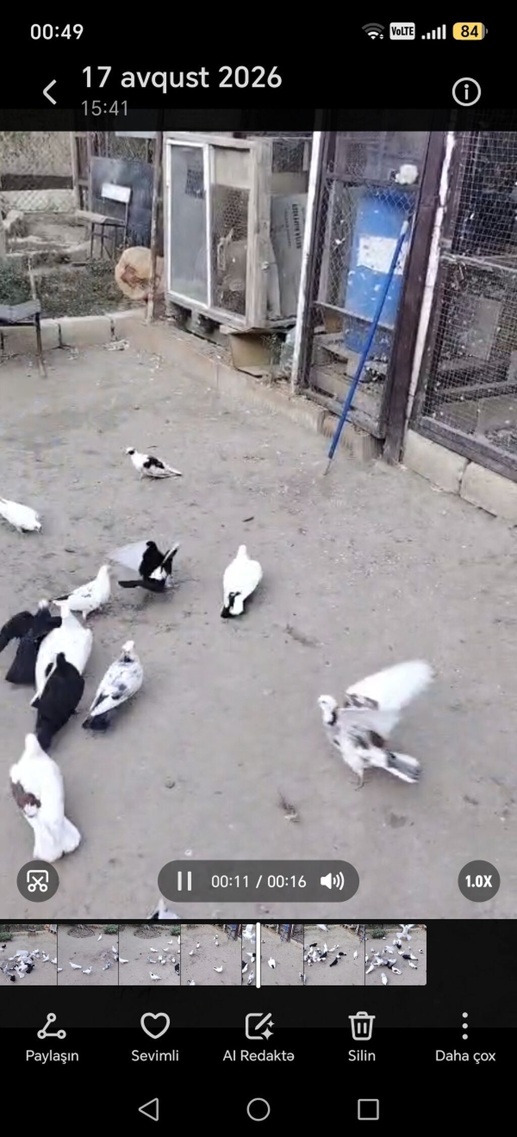 35e yaxın qusdu tergitme quslardi Qaradağ rayonu elet qesebesi 6 — Quşlar, Qobustan (2)