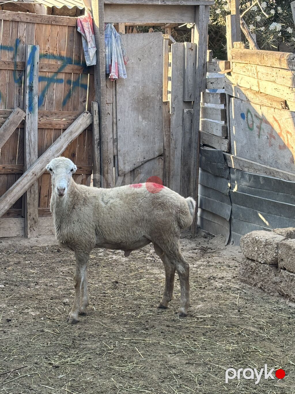 Quzu, Erkək, ay: 8, 30 kq, Ətlik, Ünvandan götürmə — Heyvanlar, Digah (3)