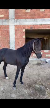 Rengi zil qara boy.1.44-1.45 yorgasina soz ola bilmez 50-yə yaxin — Digər heyvanlar