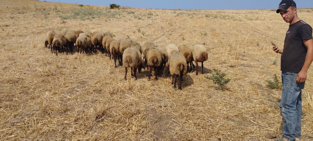 Qoyunlar — Heyvanlar, Siyəzən