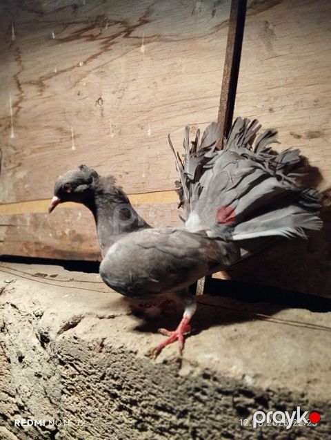 BARTER sade ucan qusla basa bas deyisdirilir unvan zabrat 1