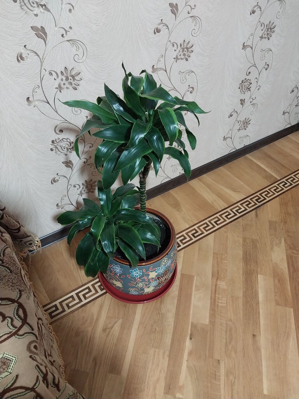 Çox gözəl çox xeyirli və dünyada böyük bioloji dəyərli Dracena — Mallar, Bakı (3)