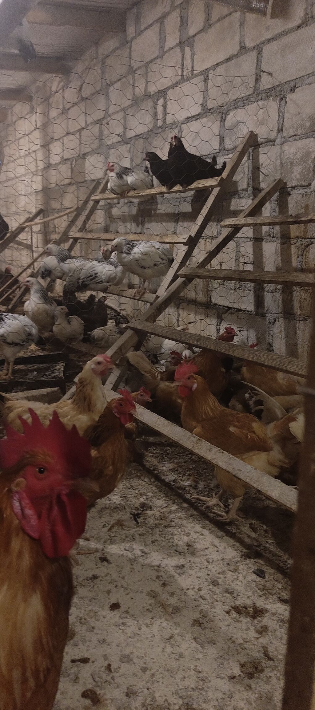Orjinal ətlik və ildə 300+ yumurta verən lohmanbrovn alman toyuq cinsi — Heyvanlar, Gəncə (2)