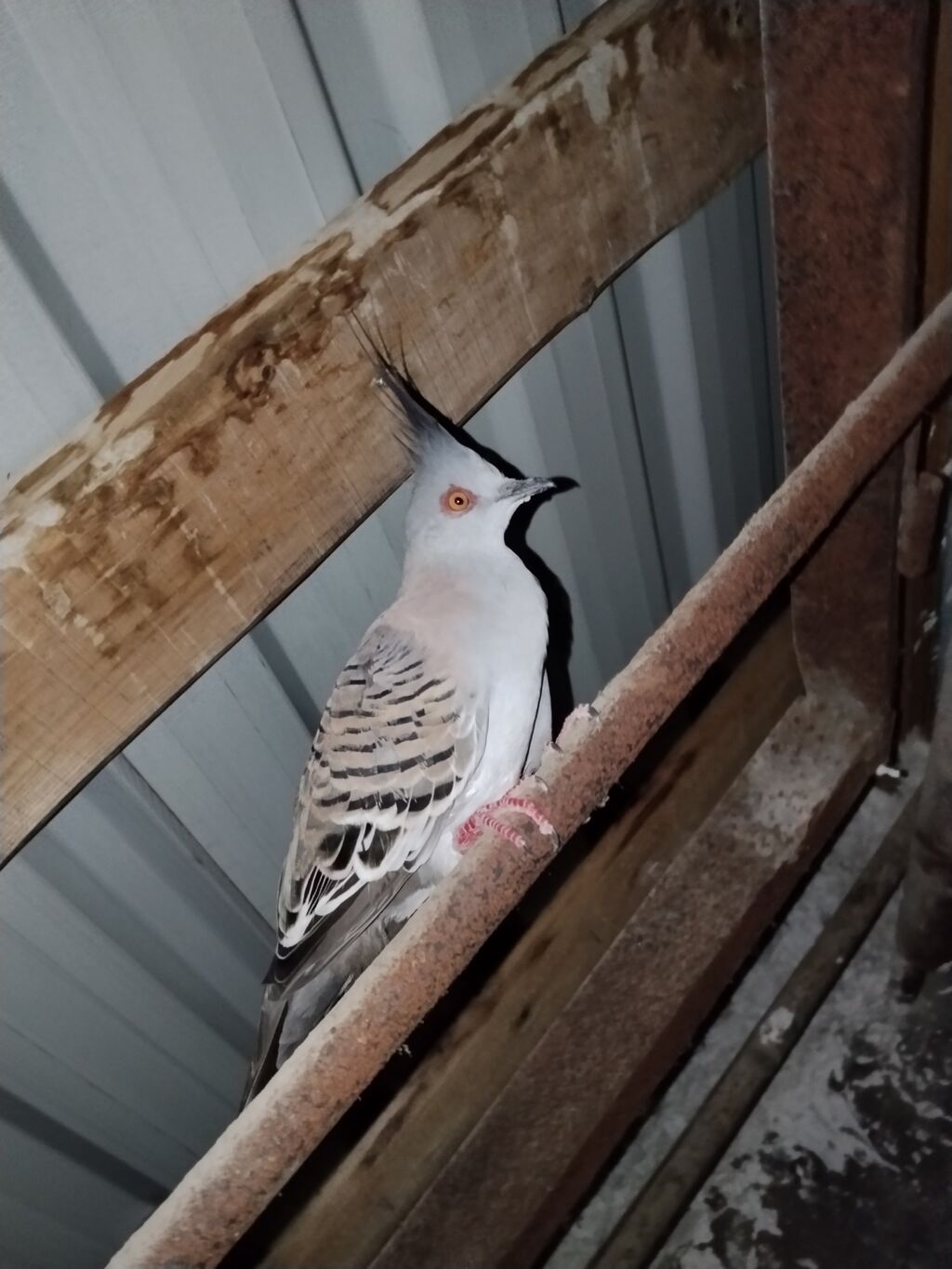 Satılır: Toquzquyruq daraqlı göyərçin (crested pigeon) Xüsusiyyətlər — Quşlar, Bakı