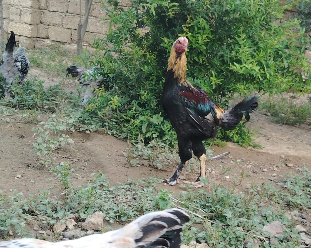 Cücələr — Quşlar, Bakı (6)
