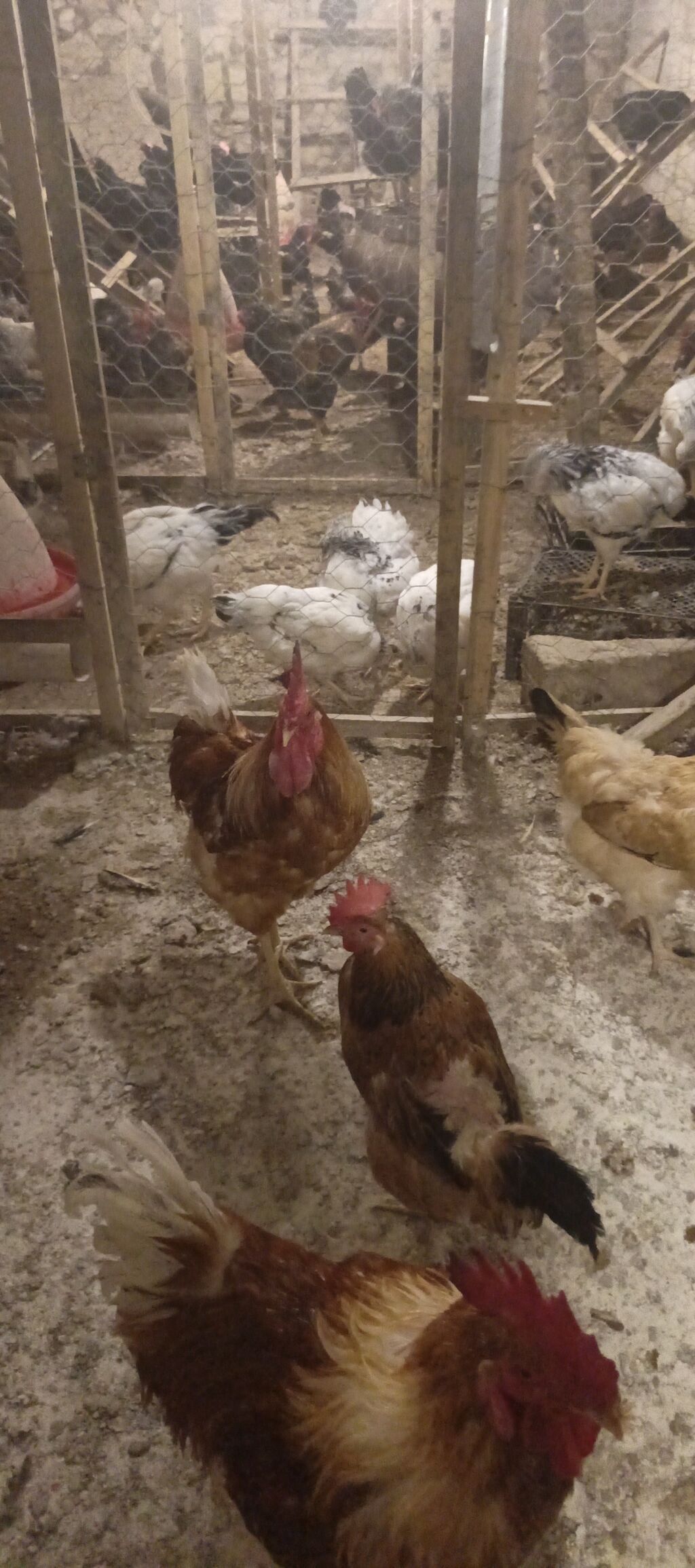 Orjinal ətlik və ildə 300+ yumurta verən lohmanbrovn alman toyuq cinsi — Heyvanlar, Gəncə (4)