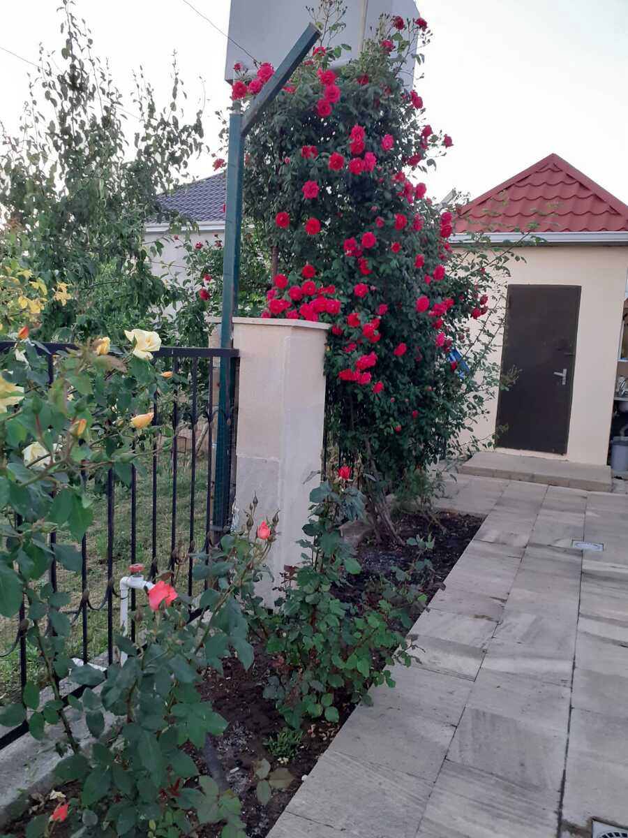 Villa kirayə verilir, Şamaxı r. — Daşınmaz əmlak, Şamaxı (8)