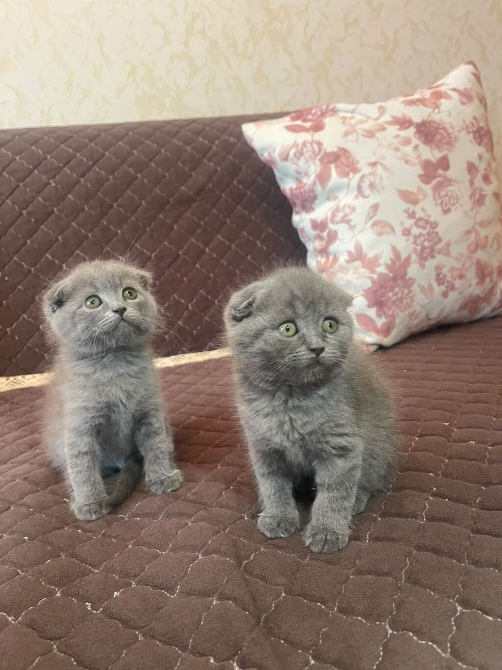 British / Scottish Fold pişikləri — 2-3 aylıq boz balanlar — Şotlandiyalı, Bakı (5)