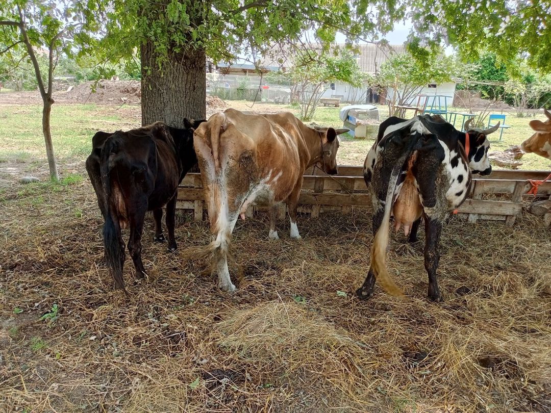 İnəklər — Heyvanlar, Xaçmaz (4)